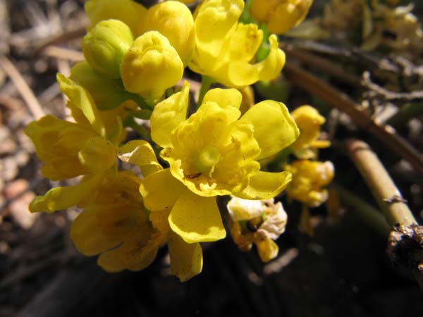 mahonia repens